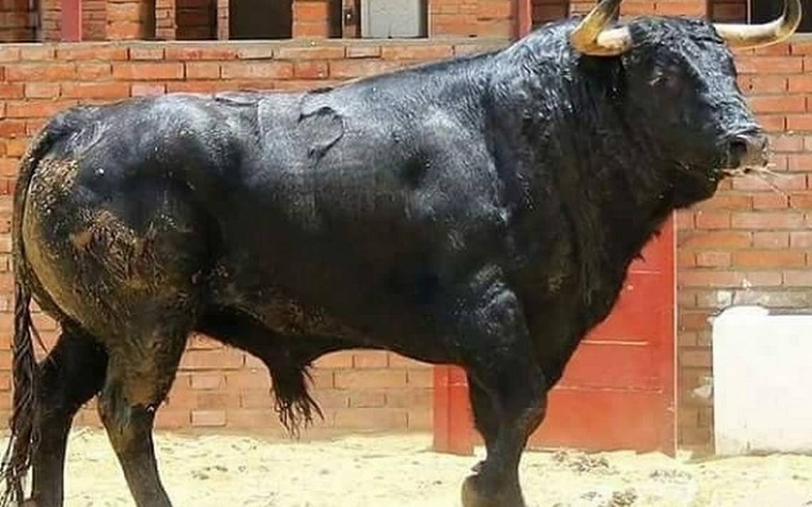 El toro de lidia, protagonista de la fiesta El Sol del Centro | Noticias Locales, Policiacas, sobre México, Aguascalientes y el Mundo