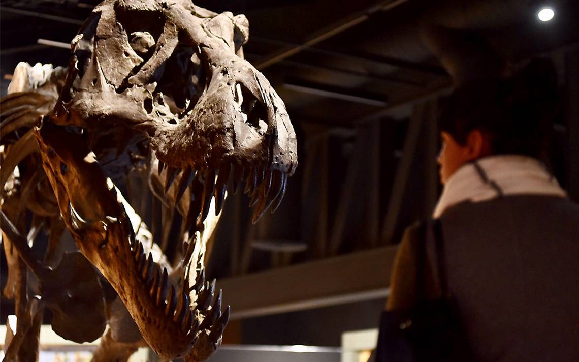 Los dinosaurios se extinguieron antes de lo que se creía? - El Sol del  Centro | Noticias Locales, Policiacas, sobre México, Aguascalientes y el  Mundo